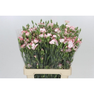 Dianthus Sp Symply Strike