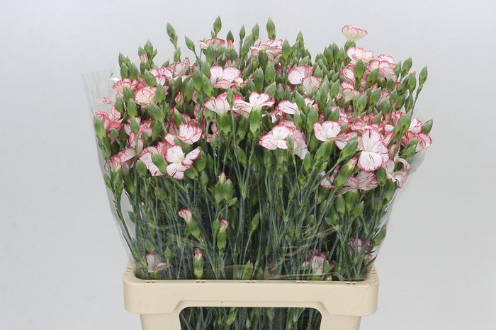 <h4>Dianthus Sp Symply Strike</h4>