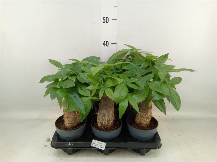 <h4>Pachira aquatica</h4>