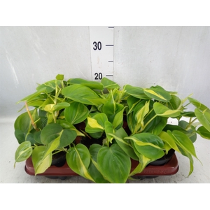 Philodendron scand. 'Brasil'