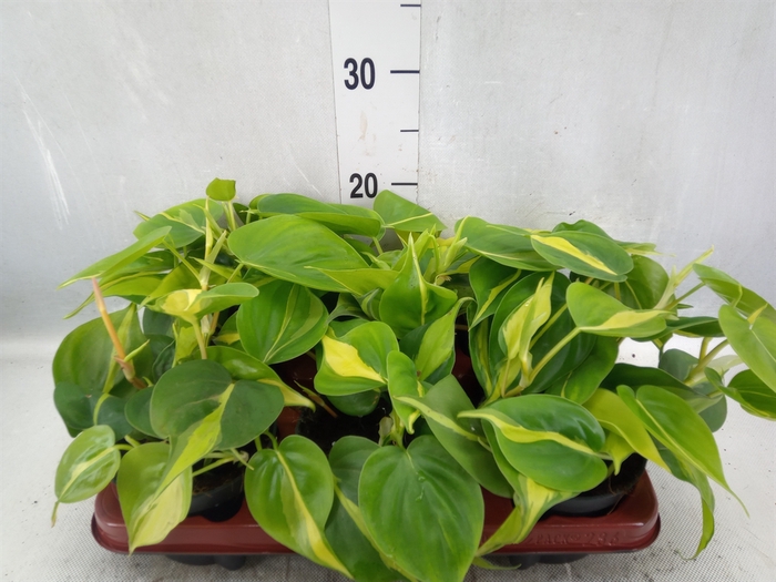 <h4>Philodendron scand. 'Brasil'</h4>