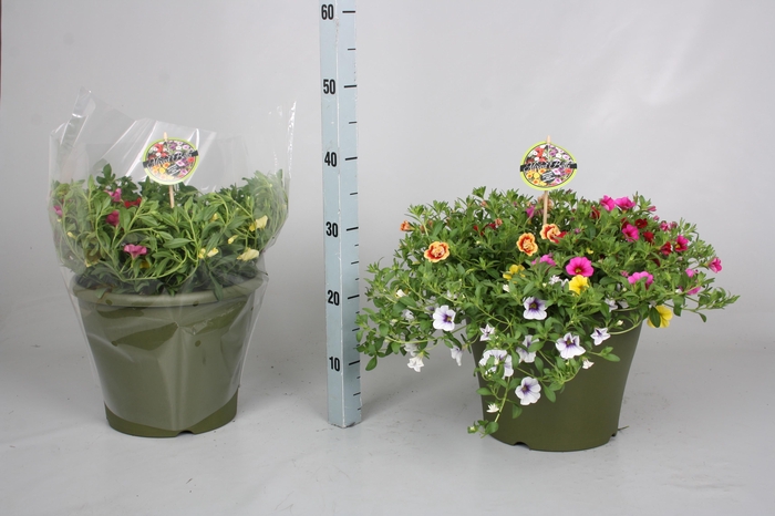 <h4>CALIB MINIF GEM POT</h4>