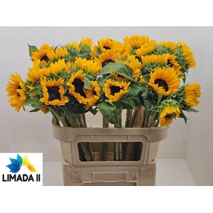 HELIANTHUS SUNRICH ORANGE HELI SUNR