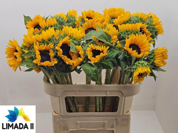 <h4>HELIANTHUS SUNRICH ORANGE HELI SUNR</h4>