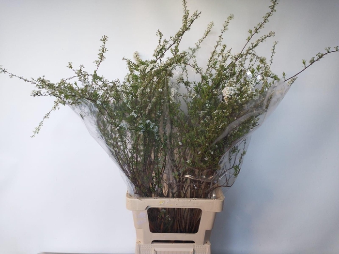 <h4>SPIR C GREFSHEIM</h4>