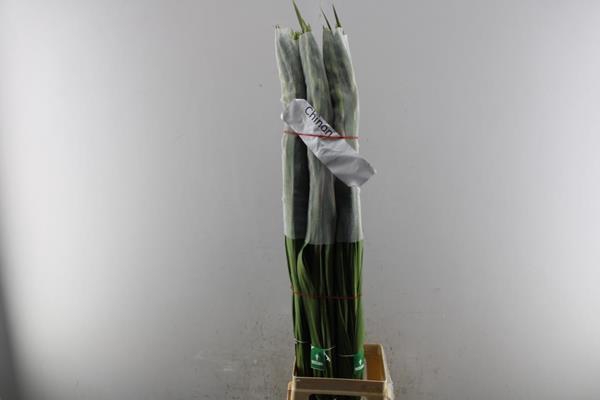 <h4>Glad Gr Chinon</h4>