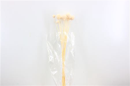 <h4>Dried Craspedia 15 Pcs Bleached Bunch</h4>