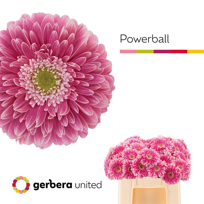 <h4>Ge Gb Power Ball</h4>