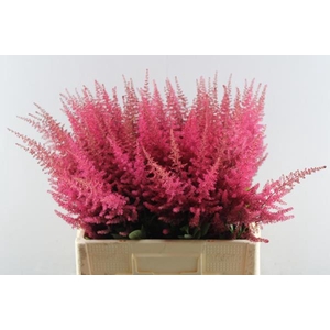 Astil A Paul Gaarder