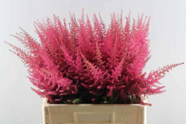 <h4>Astil A Paul Gaarder</h4>