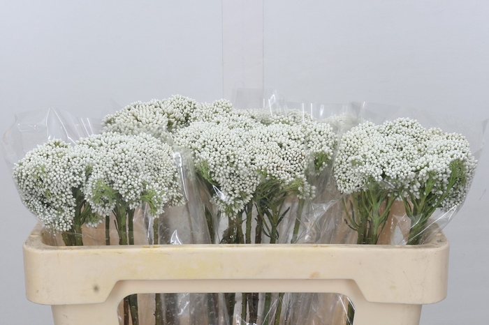 Ozothamnus Booming White