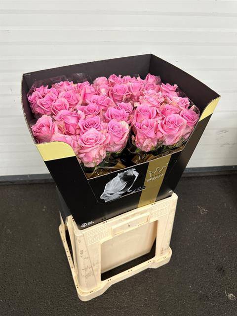 <h4>Rosa large sweet sixteen</h4>