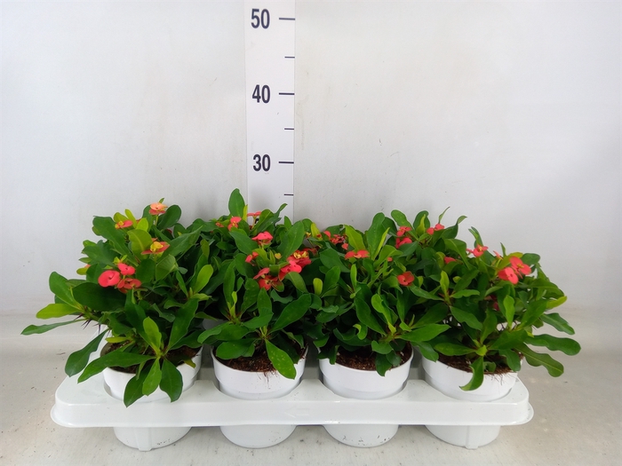 <h4>Euphorbia milii 'Vulcanus'</h4>