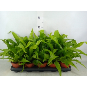 Asplenium antiquum