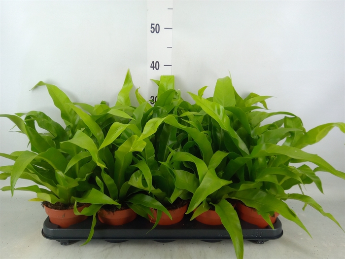 <h4>Asplenium antiquum</h4>