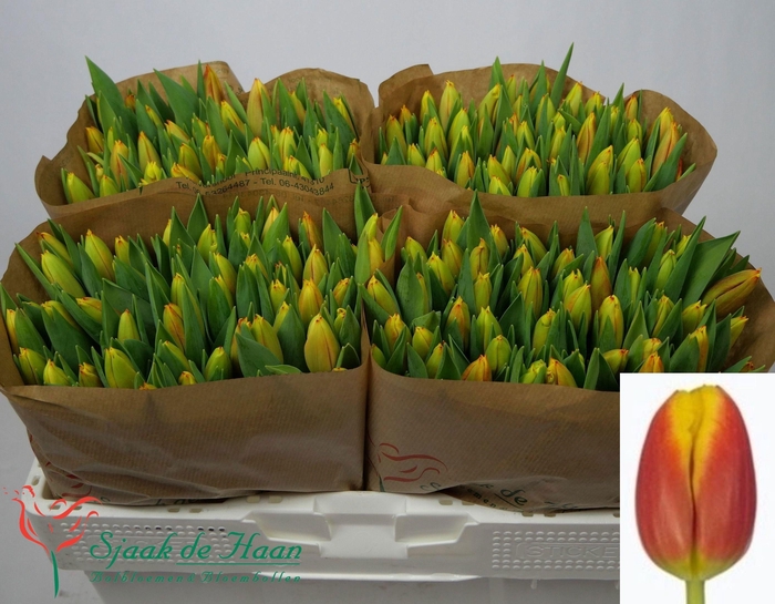 <h4>TU EN DOW JONES</h4>