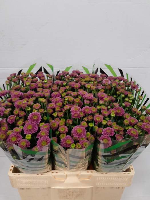 <h4>CHR S AAA DORIA</h4>