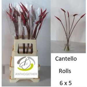 Anth A Cantello Rolls