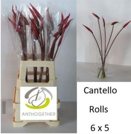 <h4>Anth A Cantello Rolls</h4>