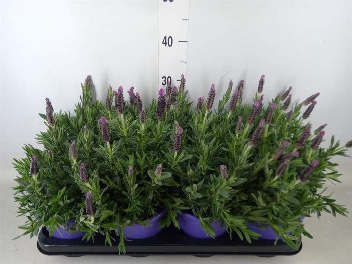<h4>Lavandula   ...</h4>