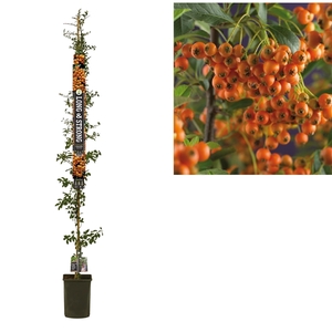 Pyracantha 'Orange Charmer' +light label