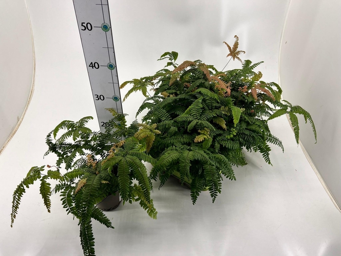 <h4>ADIAN BRONZE VENUS</h4>