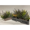 Calluna vulgaris balkon 25