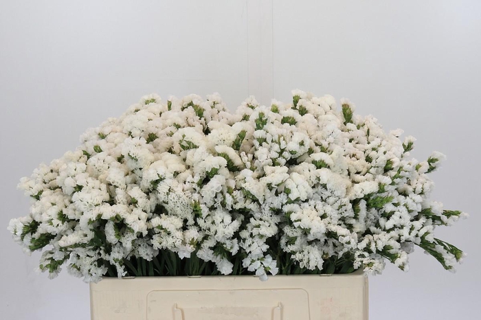 <h4>Limonium sinuatum 'Olga White'</h4>