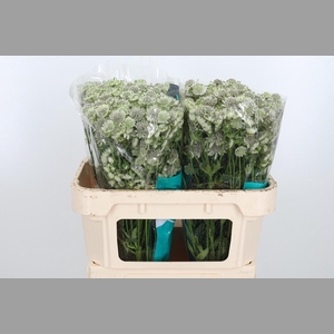 Astr Billion Star Xl