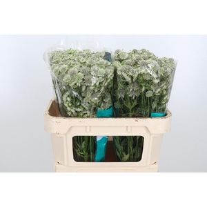 Astr Billion Star Xl