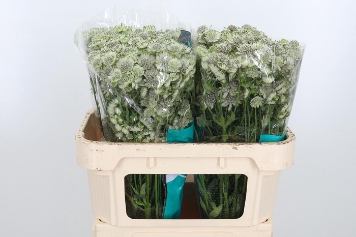 <h4>Astr Billion Star Xl</h4>