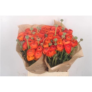 Ran. Elegance Orange Extra