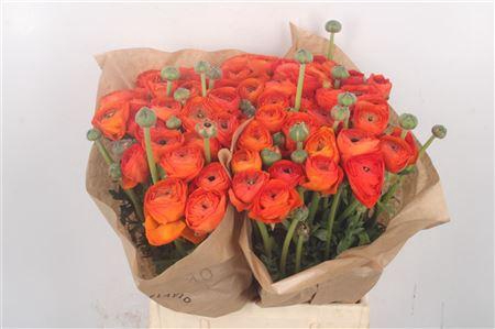 <h4>Ran. Elegance Orange Extra</h4>