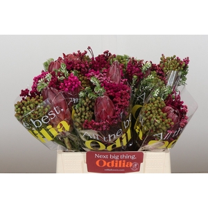 BQ Protea Sharon SFB