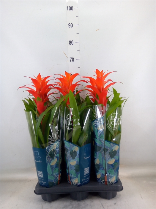 <h4>Guzmania  'Suerte Orange'</h4>
