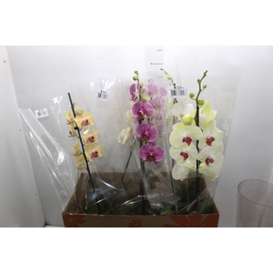 PHALAENOPSIS MIX P15