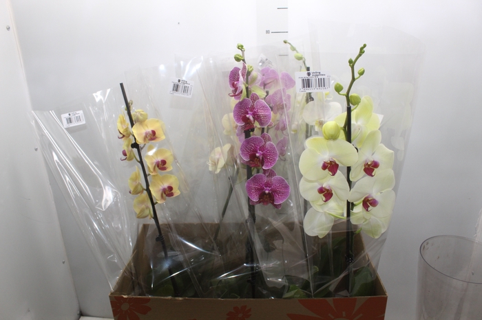 <h4>PHALAENOPSIS MIX P15</h4>