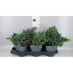 Juniperus squamata 'Blue Star'
