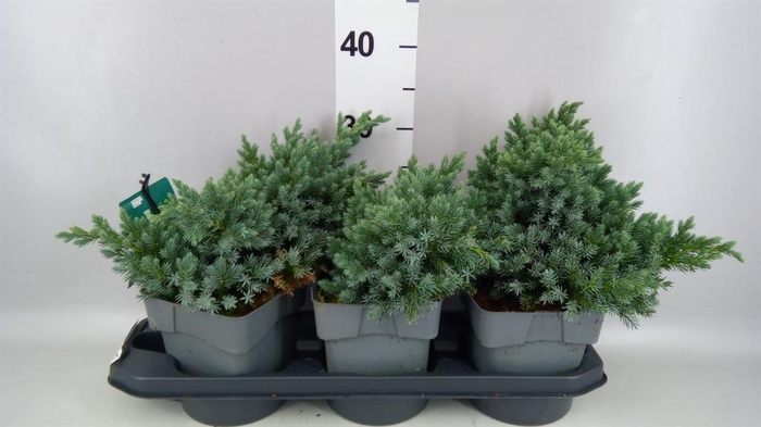 <h4>Juniperus squamata 'Blue Star'</h4>