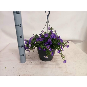 CALIB MINIF DARK VIO