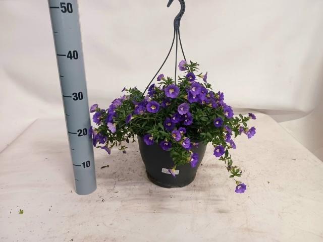 <h4>CALIB MINIF DARK VIO</h4>