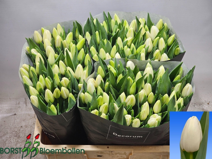 <h4>TU EN POLESTAR</h4>