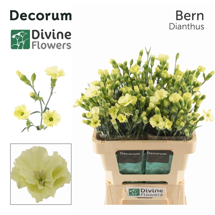 <h4>Di Solomio Bern Divine</h4>