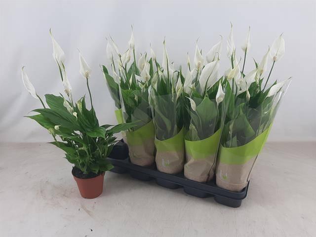 <h4>SPATH TORELLI</h4>