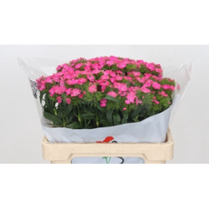 Dianthus Br Aldo Hot Pink
