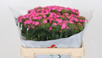 <h4>Dianthus Br Aldo Hot Pink</h4>