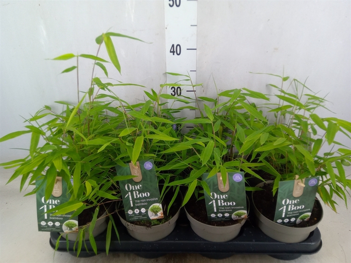 <h4>Fargesia nitida</h4>
