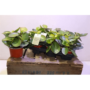 arr8 Pep Clus Red Margin