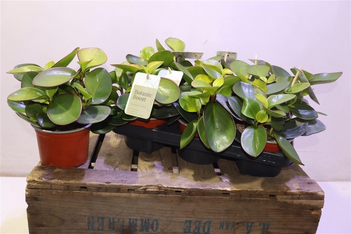 <h4>arr8 Pep Clus Red Margin</h4>