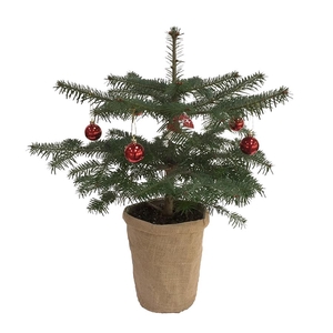 ABIES NORDMANNIANA P19 JUTE DECO